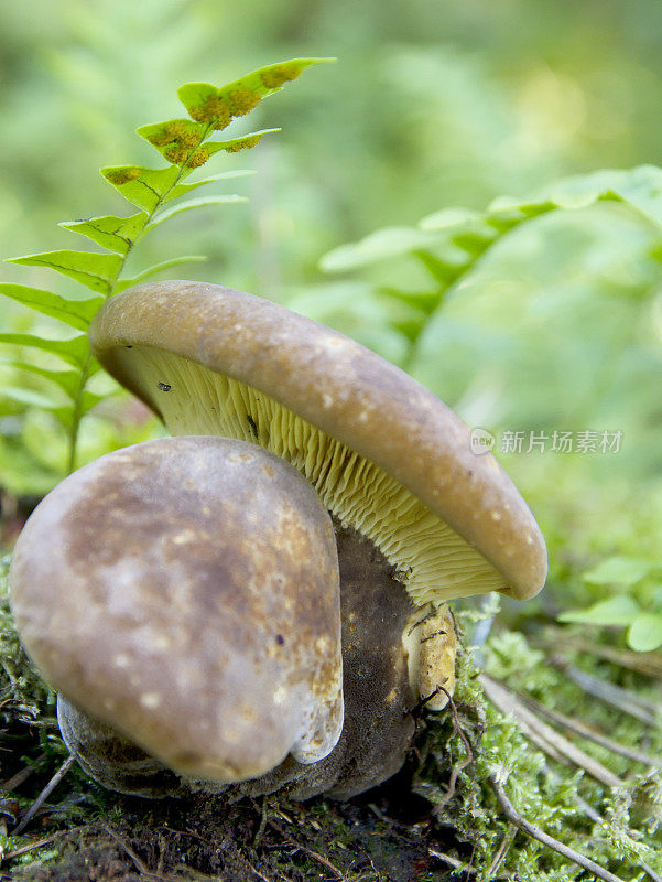 木耳(Paxillus atrotomentosus)